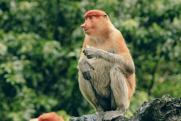 Proboscis monkey resting on a tree branch in the lush rainforests of Borneo under soft sunlight