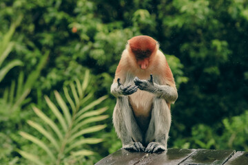A proboscis monkey in Borneo examines its hands while perched on a wooden surface surrounded by lush green foliage