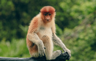 Bornean proboscis monkey sitting on a tree branch in the lush rainforests of Borneo during daylight hours