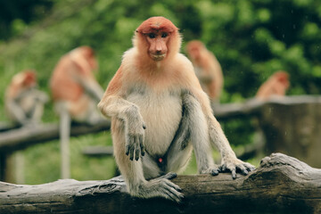 Proboscis monkey relaxing on a log in the lush jungle of Borneo during a calm afternoon