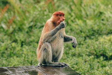 A proboscis monkey sitting calmly and eating in the lush greenery of Borneo during a tranquil afternoon