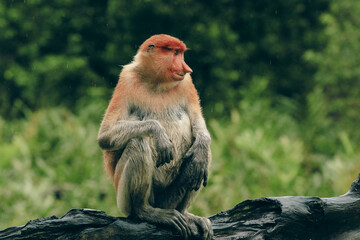 Fototapeta premium Proboscis monkey resting on a log in the lush rainforests of Borneo during a tranquil afternoon