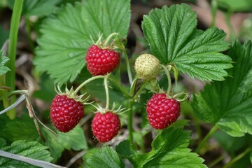 Ripe red raspberries hanging from lush green leaves in a sunlit garden