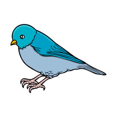 bird vector illustration