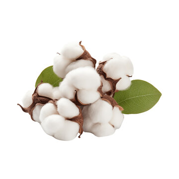 Cotton plant flower isolated on transparent or white background, png