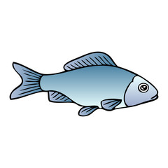 fish vector illustration