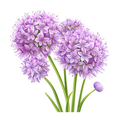 Fototapeta premium Vibrant Allium Flowers in Bloom