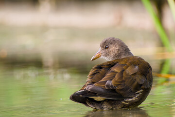 young common moorhen is standing in the water close-up