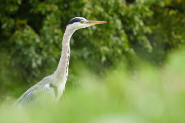 grey heron peeks out from behind the green grass