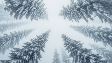 Winter's Canopy, Evergreen trees