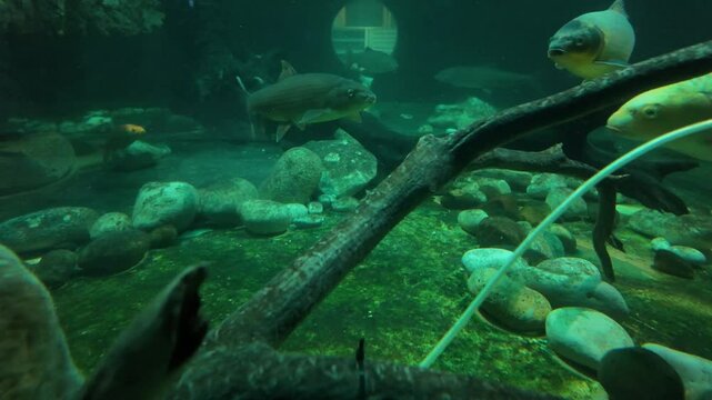Aqu&aacute;rio cheio de &aacute;gua cristalina. V&aacute;rias esp&eacute;cies de peixes coloridos nadam graciosamente pelo tanque, criando uma exibi&ccedil;&atilde;o vibrante e din&acirc;mica.