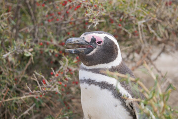 Naklejka premium Close-up of a Magellanic Penguin Spheniscus magellanicus standing in front of tall bushes.