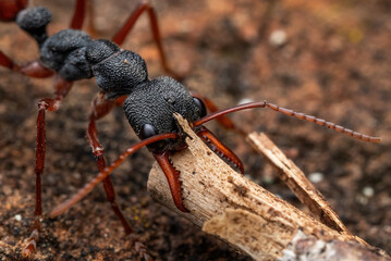Hard working ant