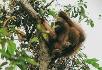 Orangutan relaxing on a tree branch at the Kota Kinabalu Zoo during midday