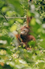 Obraz premium Orangutan observing its surroundings at the Kota Kinabalu Zoo during a sunny day
