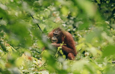 An orangutan quietly observes its surroundings in the lush greenery of Kota Kinabalu Zoo during a sunny afternoon