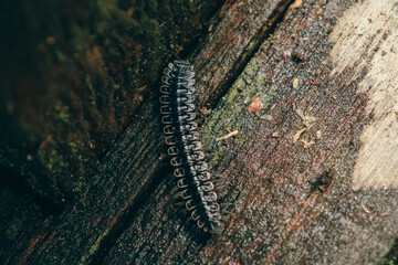 Close-up view of a centipede crawling on a log in Kota Kinabalu Zoo during daylight