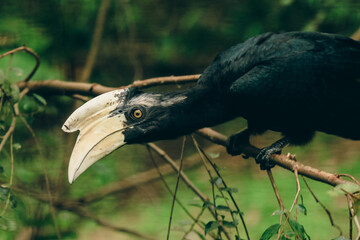 A black hornbill perched on a branch at the Kota Kinabalu Zoo showcasing its striking beak in natural surroundings