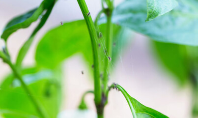 Aphids and mold on the leaves of pepper plants. Pests and parasites on garden plants, close-up