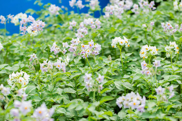 purple flowers on potato tops during flowering and ovary, agriculture