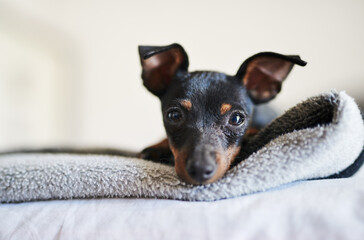 Bed, dog and pinscher in portrait for relax, comfortable and cozy for wellness with unique pet at...