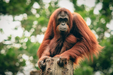 Orangutan resting on a tree trunk at the Kota Kinabalu Zoo during a sunny afternoon © Dave