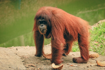 Naklejka premium Orangutan exploring its habitat in the Kota Kinabalu Zoo during sunny afternoon