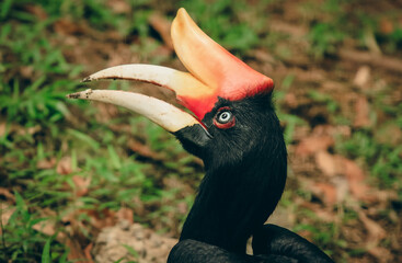 Unique and vibrant hornbill perched in the Kota Kinabalu Zoo, showcasing its colorful beak and striking features during a sunny afternoon