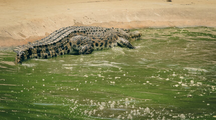 Crocodile basking by the water’s edge at Kota Kinabalu Zoo during a sunny day, showcasing its impressive size and habitat