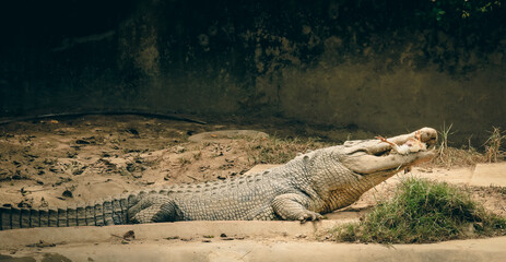 Fototapeta premium Crocodile relaxing in Kota Kinabalu zoo enjoying a meal during a sunny day