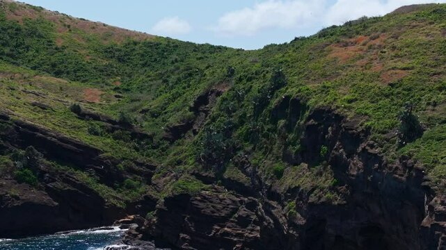 White-tailed tropic birds soar above rugged cliffs and lush green slopes on Gunner Quoin Island Mauritius
