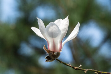 Beautiful white flower on  kobus (Kobushi) magnolia branch against blurred background of garden greenery. Selective focus. Close-up. There is place for your text. Nature concept for design. © SergioDenisenko