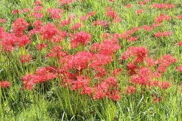 彼岸花で埋め尽くされた庭