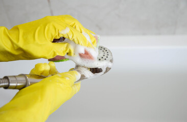 Washing the shower head in the bathroom with a cleaning and bleaching product. Cleaning service,...