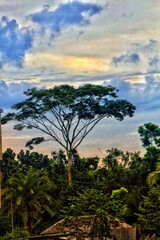 Rose flower in forest