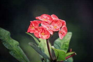Rose flower in forest