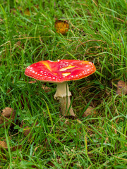 Fly Agaric Mushroom in a Meadow