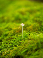 Macro White Bonnet Mushroom in Moss