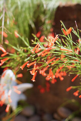 Clustered Fountainbush flowers Russelia equisetiformis in bloom, featuring small, red, trumpet-shaped blooms with pointed leaves. Photographed with a blurred background.Also known as firecracker plant