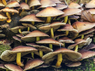 A Group of Sulphur Tuft Mushrooms