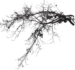 Natural Oak tree branches silhouette on a white background. Vector illustration. Natural branch on a white. 