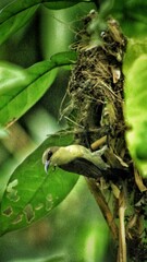 caterpillar on a tree