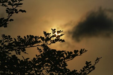 sunset in the forest