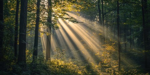 Sunlit Forest