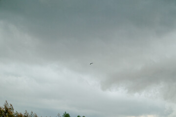 Flying bird over the countryside during storm