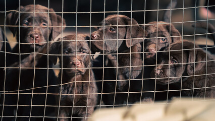 five chocolate-colored Labrador puppies behind the bars of a kennel cage