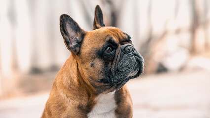 Fototapeta premium male French bulldog sitting on the sidewalk on a sunny day