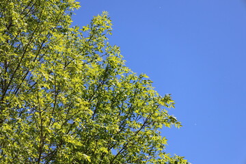 fresh bright green leaves of spring on tree under cloudless deep blue sky