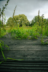 Wooden gazebo with overgrown lake