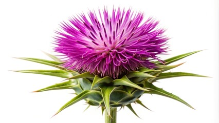 Low angle view of Milk Thistle flower isolated on white background